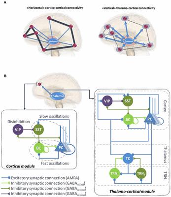COALIA: A Computational Model of Human EEG for Consciousness Research